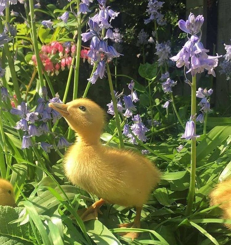 The Quick and Easy Guide to Gardening Greatness this Summer